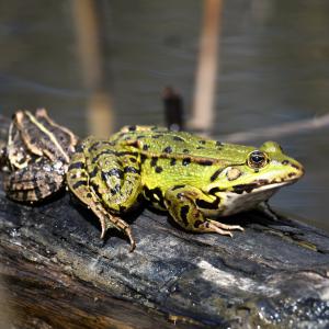 Grenouille verte