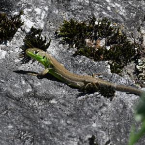 Lézard vert juvénile
