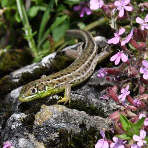 Lézard agile
