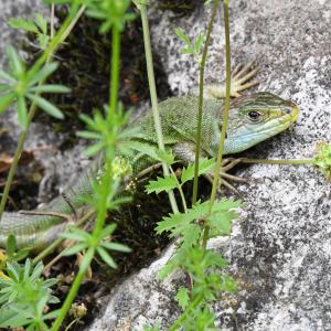 Lézard vert
