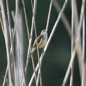 Rousserole effarvatte