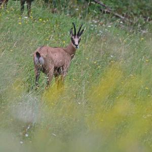 Chamois VD