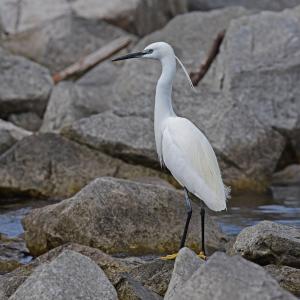 Aigrette garzette