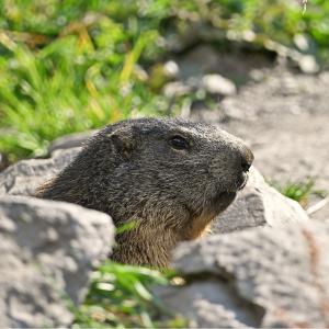 Marmotte VS