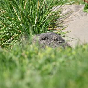 Marmotte VS