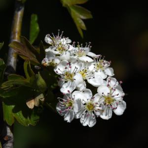 Aubépine monogyne