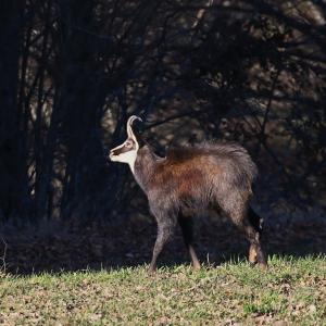 Chamois en rut FR