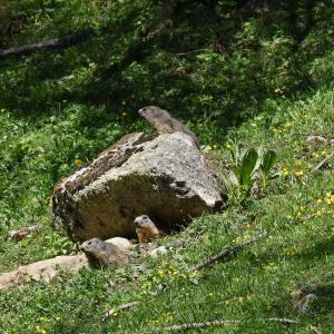 Marmottes VS