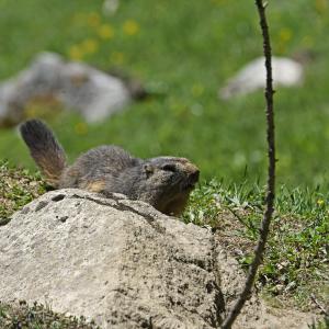 Marmottes VS