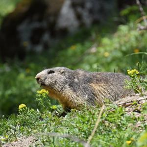 Marmottes VS