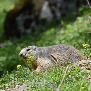 Marmottes VS