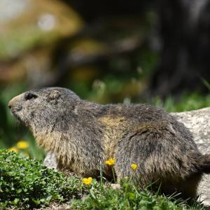 Marmottes VS
