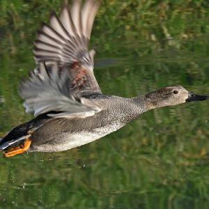 Canard chipeau VD