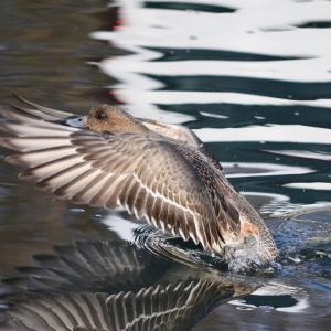 Canard siffleur VD