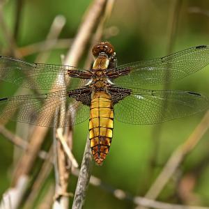 Libellule déprimée