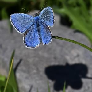 Azuré bleu céleste