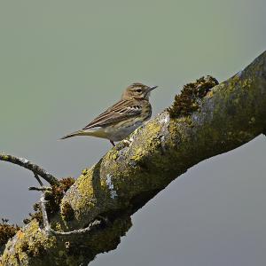 Pipit des arbres