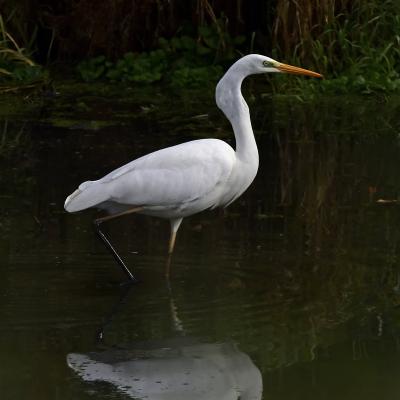 Grande Aigrette VS