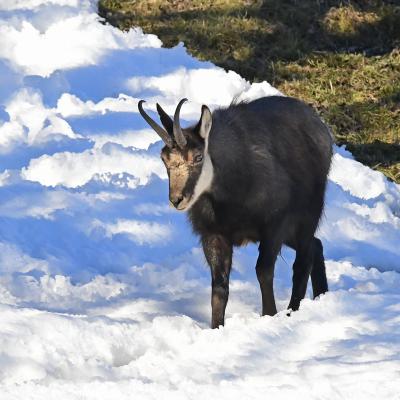 Chamois BE