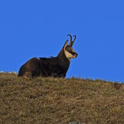 Chamois BE
