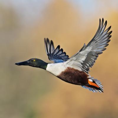 Canard souchet VD
