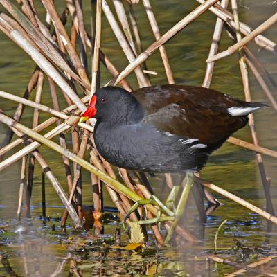 Poule d'eau