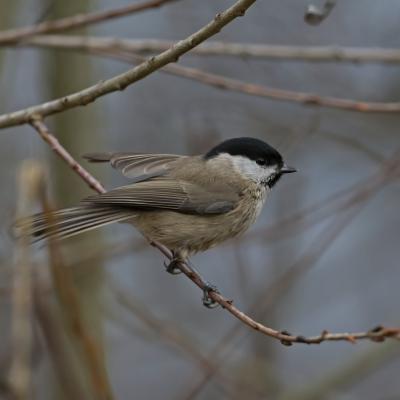 Mésange nonnette