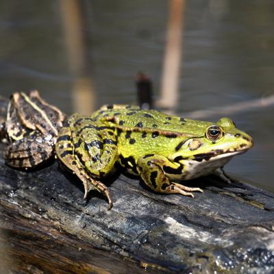 Grenouille verte