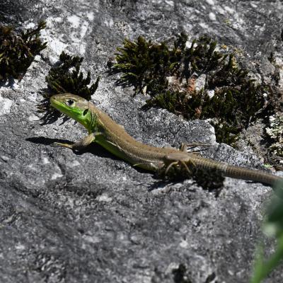 Lézard vert juvénile