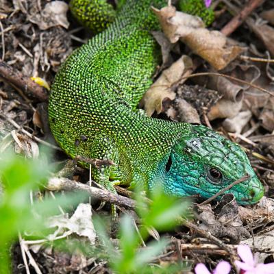 Lézard vert