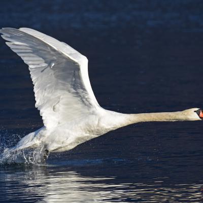 Cygne en décollage