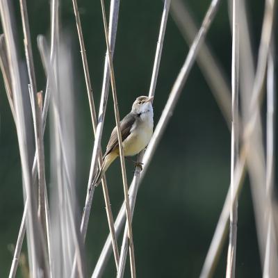 Rousserole effarvatte