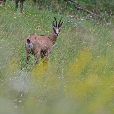 Chamois VD