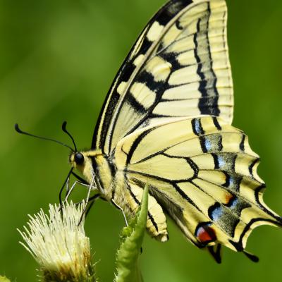 Machaon