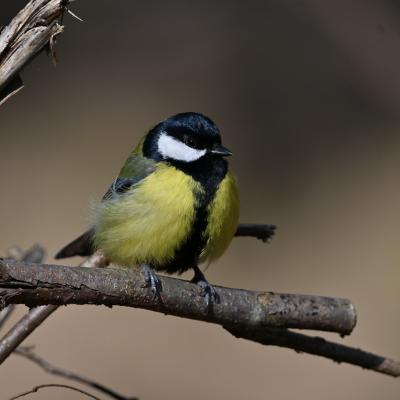 Mésange charbonnière