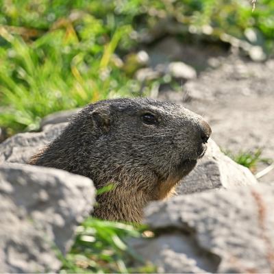 Marmotte VS
