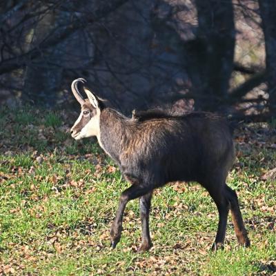 Chamois en rut FR