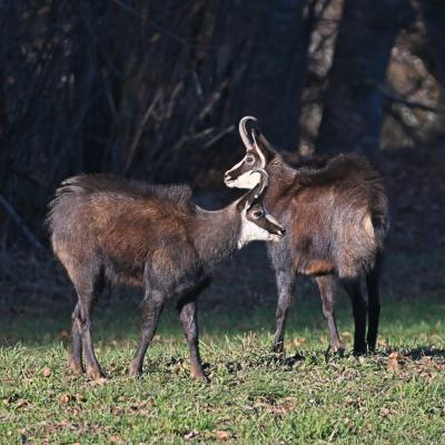 Chamois en rut FR