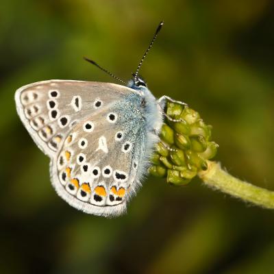 Azuré bleu commun