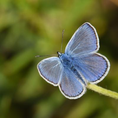Azuré bleu commun