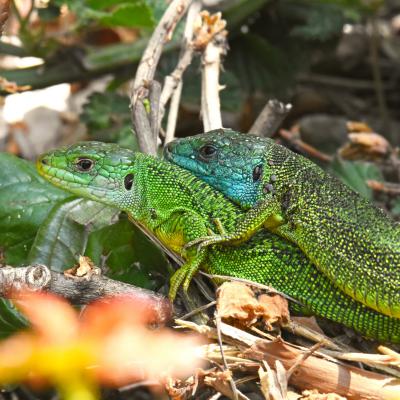 Lézards verts (mâle et femelle)