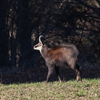 Chamois en rut FR