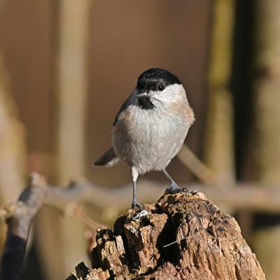 Mésange nonnette