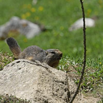 Marmottes VS