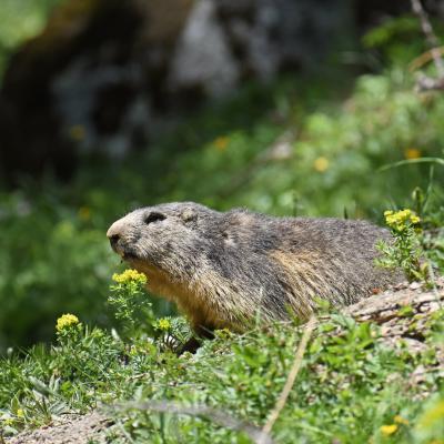 Marmottes VS
