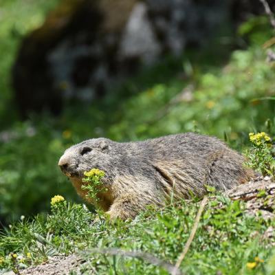 Marmottes VS