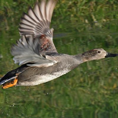 Canard chipeau VD