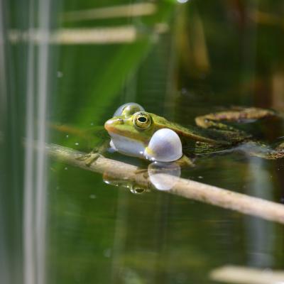 Grenouille verte