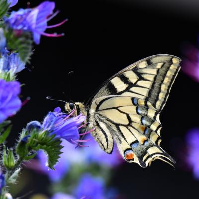 Machaon